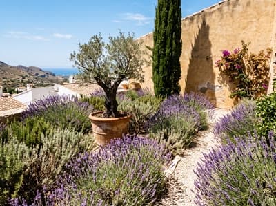 Mediterranean garden design