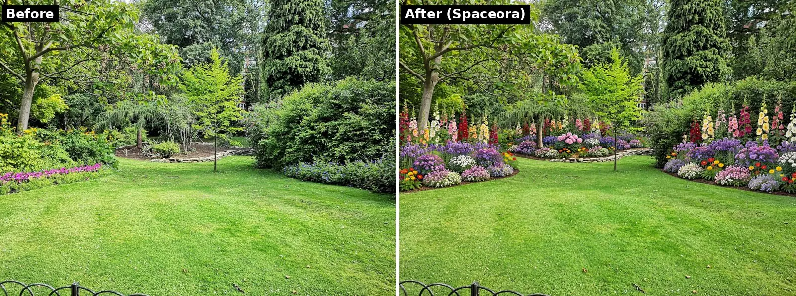 A lawn edged by trees and shrubs, shown before and after Spaceora added curving flower borders with colorful perennials along both sides
